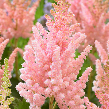 ČECHRAVA ´VISION INFERNO´