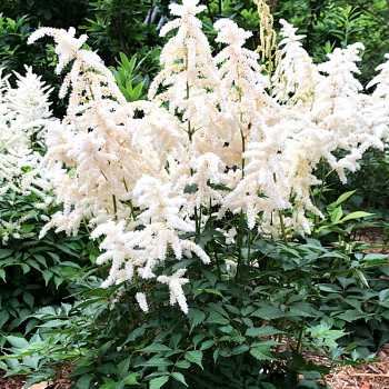 ČECHRAVA ´DEUTSCHLAND´ 