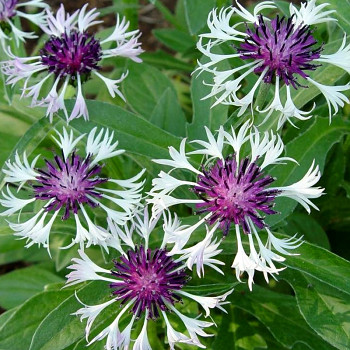 CHRPA HORSKÁ ´AMETHYST IN SNOW´