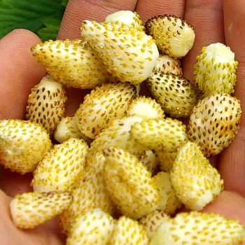 JAHODNÍK MĚSÍČNÍ ŽLUTÝ ´ALPINE YELLOW´