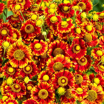 ZAPLÉVÁK ´CAN CAN´