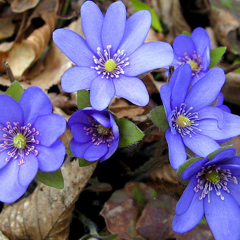 JATERNÍK PODLÉŠKA