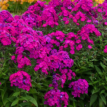 PHLOX ´DÜSTERLOHE´