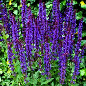 ŠALVĚJ HAJNÍ ´OSTFRIESLAND´