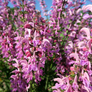 ŠALVĚJ LUČNÍ ´ROSE RHAPSODY´