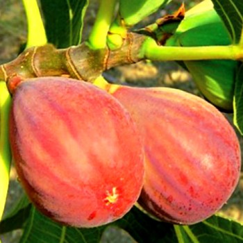 FÍKOVNÍK ´DELLA SIGNORA´ kont. 2L