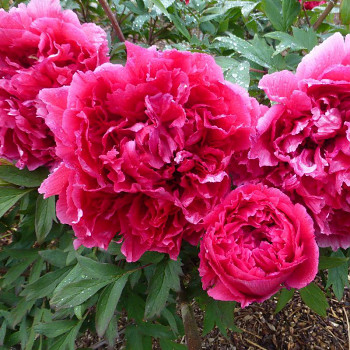 PIVOŇKA DŘEVITÁ ´TMAVĚ RŮŽOVÁ´(Paeonia suffruticosa)