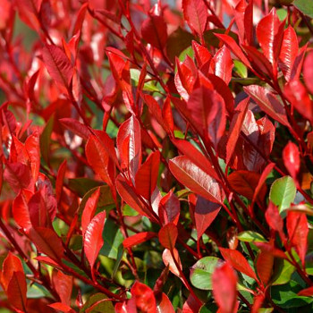 BLÝSKAVKA FRASEROVA ´LITTLE RED ROBIN´ kont. 3L