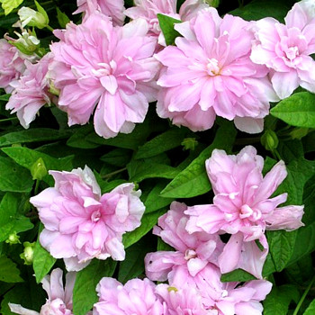 OPLETNÍK BŘEČŤANOLISTÝ ´FLORE PLENA´ kont. 1,6L