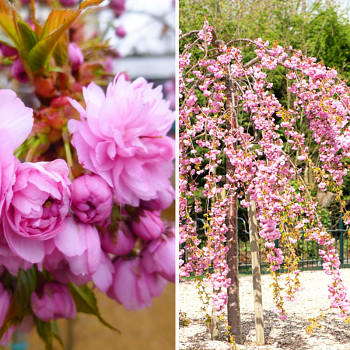 SAKURA ´KIKU SHIDARE´  kmínek 120cm  - kont. 7,5 L