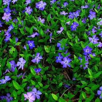 BARVÍNEK (Vinca minor) ko P9