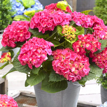 HORTENZIE ´LITTLE PINK´ kont. 2L