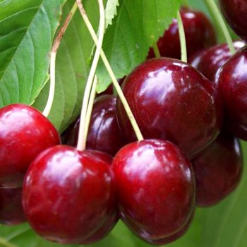 TŘEŠEŇ STELLA - SAMOSPRAŠNÁ - Podnož mahalebka