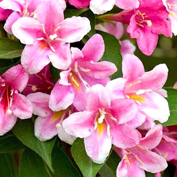 VAJGÉLIE ´BOSKOOP GLORY´ 