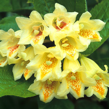VAJGÉLIE ´MIDDENDORFFIANA´ ko 2L
