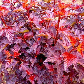 TAVOLA KALINOLISTÁ ´SCHUCH´ kont. 3L