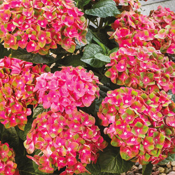 HORTENZIE REMBRANDT®´ROSSO GLORY´ kont. 3L