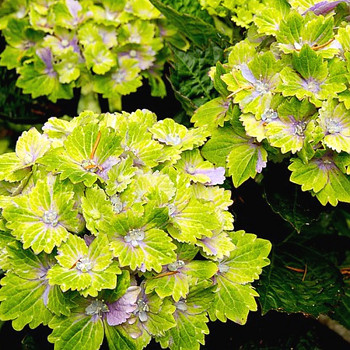 HORTENZIE REMBRANDT® ´VIBRANT VERDE´ kont. 3L