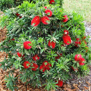 ŠTĚTKOVEC ´LITLE JOHN´ (Callistemon Litle John) kont. 2L