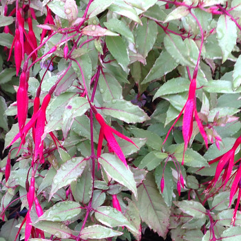 FUCHSIE ´VERSICOLOR´- mrazuvzdorná kont. 2L