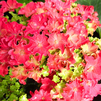 HORTENZIE ´CURLY® SPARKLE HOT PINK´  kont. 4L