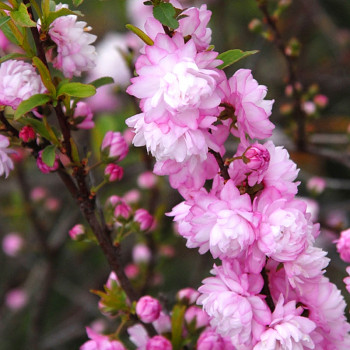 VIŠEŇ ŽLAZNATÁ ´SINENSIS´