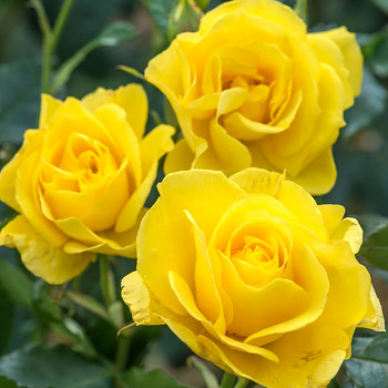 RŮŽE VELKOKVĚTÁ ´KORRESIA´ kont. 3L