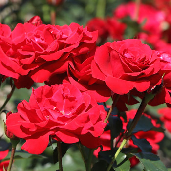 RŮŽE VELKOKVĚTÁ ´NINA WEIBULL´ kont. 3L