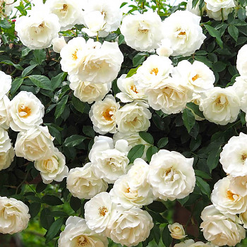 RŮŽE PNOUCÍ ´ILSE KROHN SUPERIOR´ kont. 4L