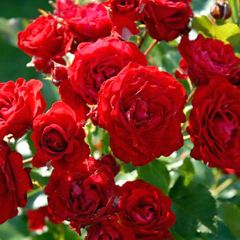 RŮŽE PNOUCÍ ´CLIMBING NINA WEIBULL´ kont. 4L