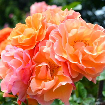 RŮŽE PNOUCÍ ´METANOIA´ kont. 4L