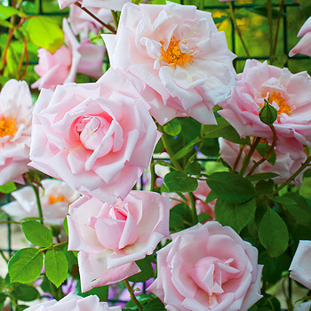 RŮŽE PNOUCÍ ´NEW DAWN´ kont. 4L