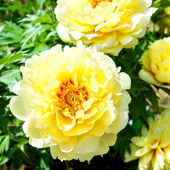 PIVOŇKA DŘEVITÁ ´ŽLUTÁ´ (Paeonia suffruticosa) 