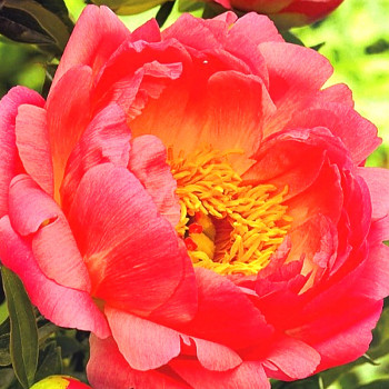 PIVOŇKA ´CORAL SUNSET´