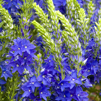 ROZRAZIL OŽANKOVITÝ ´ROYAL BLUE´