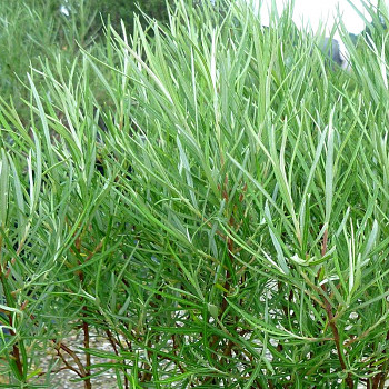 VRBA ŠEDÁ´AUGUSTIFOLIA´ na kmínku 60cm kont. 3L