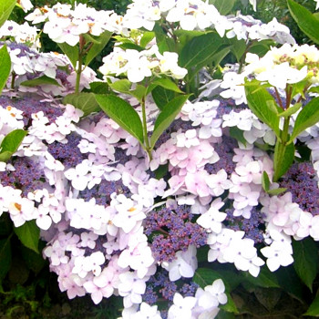 HORTENZIE ´CLOUDI®´  kont.3L