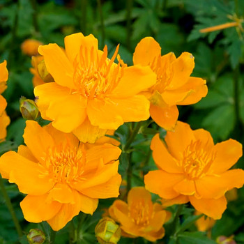 ÚPOLÍN ´ORANGE GLOBE´ ko 1,3L