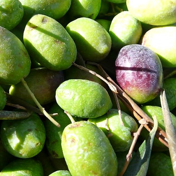 OLIVOVNÍK EVROPSKÝ ´PIQUAL´ kont. 2L