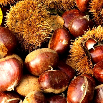 KAŠTANOVNÍK JEDLÝ ´MARIGOULE´ - ko 6L