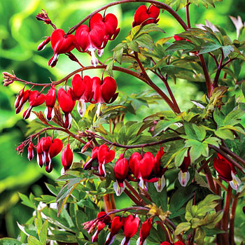 SRDCOVKA NÁDHERNÁ ´VALENTINE´ P9