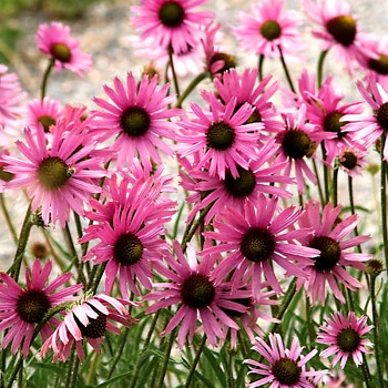 TŘAPATKA ´ROCKY TOP HYBRIDS´