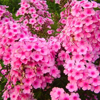 PHLOX ´MISS PEPPER´ 