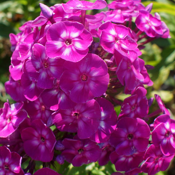PHLOX ´WILHELM KESSELRING´