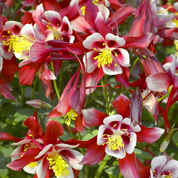 ORLÍČEK ´KIRIGAMI RED/ WHITE´