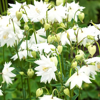 ORLÍČEK ´GREEN APPLES´