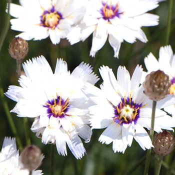 POBLEKLA MODRÁ ´ALBA´