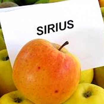 JABLOŇ SIRIUS Podnož MM106