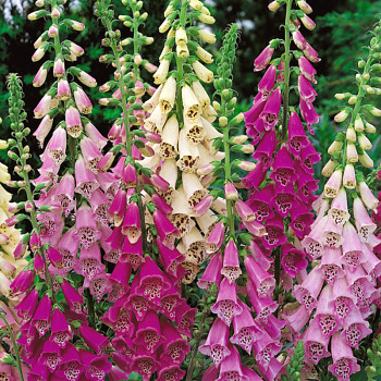 NÁPRSTNÍK ´FOXY´