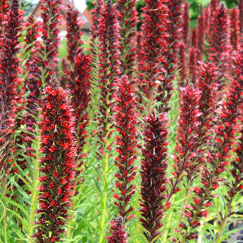 HADINEC ČERVENÝ (Echium russicum) 